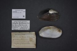 Naturalis Biodiversity Center - ZMA.MOLL.419245 - Elliptio fraterna (Lea, 1852) - Unionidae - Mollusc shell.jpeg