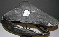 Neopteroplax conemaughensis (fossil amphibian) (Birmingham Shale, Upper Pennsylvanian; Bloomingdale, Ohio, USA) 1 (49761151626).jpg