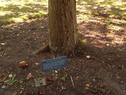 Newton's tree, Botanic Gardens, Cambridge (sign).jpg