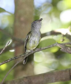 Northern Bentbill (Oncostoma cinereigulare) (5771914809).jpg