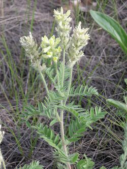 Oxytropis pilosa 1.jpg