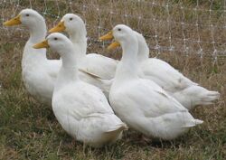 Pekin Ducks cropped.jpg