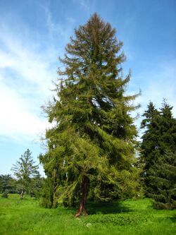 Picea koyamai.jpg