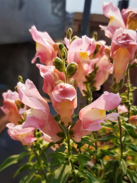 File:Pink Snapdragon Flower-Antirrhinum majus 01.jpg