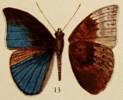 Pl.12-13-Euriphene kahli (Holland, 1920).JPG