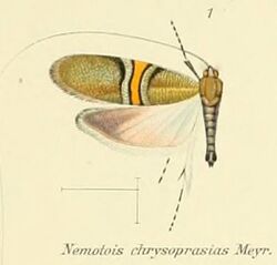 Pl.2-01-(Nemotois) Nemophora chrysoprasias (Meyrick 1907).JPG