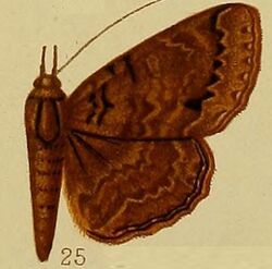 Pl.37-fig.25-Tavia plicata (Hampson, 1910) (Speiredonia).JPG