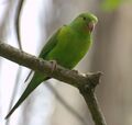Plain Parakeet (Brotogeris tirica) -on branch.jpg