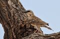 Plocepasser donaldsoni -Samburu National Reserve, Kenya-8.jpg