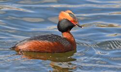 Podiceps auritus (13909539717).jpg