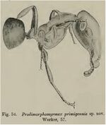 Prodimorphomyrmex primigenuis Wheeler 1915.jpg