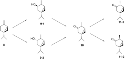 Proposed-synthesis-of-thujone-from-sabinene.png