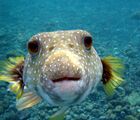 Puffer Fish DSC01257.JPG