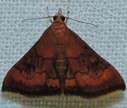 Pyrausta rubricalis - Variable Reddish Pyrausta Moth (16033835406).jpg