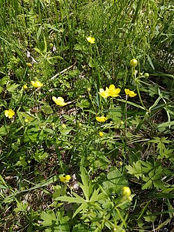 Ranunculus propinquus subborealis 133361070.jpg