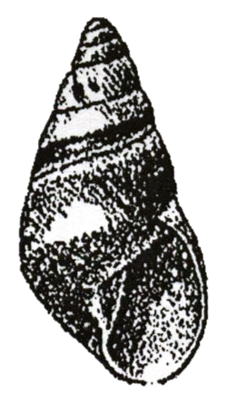 Rhachistia aldabrae shell.png