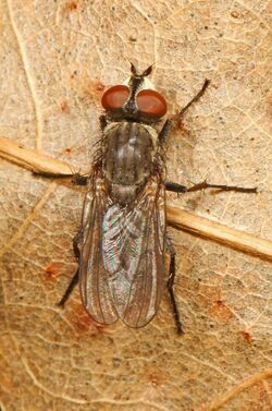 Root-maggot Fly - Leucophora species, Leesylvania State Park, Woodbridge, Virginia.jpg