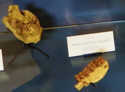 "Samburupithecus kiptalami" fossils, Muséum national d'histoire naturelle, Paris