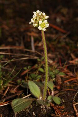 Saxifraga integrifolia 5523.JPG