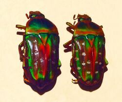 Scarabaeidae - Stephanorrhina julia.JPG