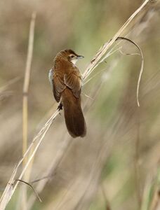 Schoenicola brevirostris Broad-tailed warbler 2014 11 05.jpg