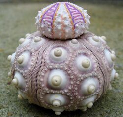 Sea urchin tests.jpg