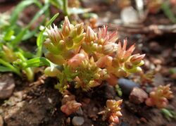 Sedum rubens kz02.jpg