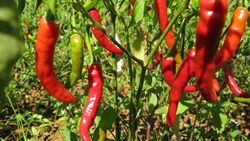 Shan Hills, Myanmar, Red chili pepper plant.jpg