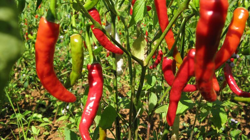 File:Shan Hills, Myanmar, Red chili pepper plant.jpg