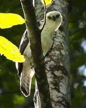 Sulawesi-hawk eagle.jpg