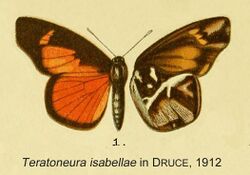 Teratoneura isabellae inDruce1912.jpg
