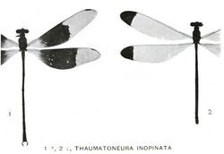 Thaumatoneura inopinata.jpg