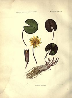 The waterlilies (Plate 12) (6914794312).jpg