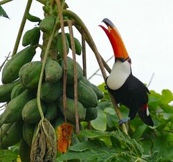 Toco toucan swallowing a chunk of papaya while perched on the tree next to the fruit
