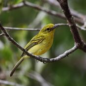 Tolmomyias flaviventris - Yellow-breasted Flycatcher.JPG