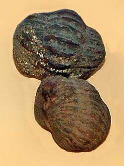 Trilobita - Calymene (Synhomalonotus) tristani.JPG