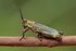 Variegated grasshopper (Zonocerus variegatus).jpg