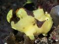 Warty frogfish (Antennarius maculatus) (29830341227).jpg