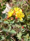 Western St. John's-Wort (Hypericum formosum) in Logan Pass - Flickr - Jay Sturner.jpg