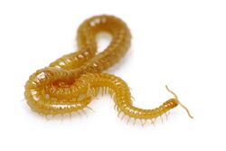 Western Yellow Centipede.jpg