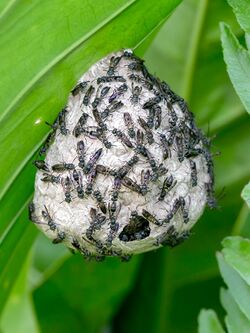 Yellow-banded Paper wasp (49696921257).jpg
