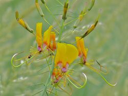 Yellow Mouse Whiskers (Cleome angustifolia) (6046422092).jpg