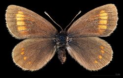 (MHNT) Erebia pharte - Lac de Tignes Savoie France - female dorsal.jpg