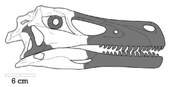 Adasaurus Skull.png