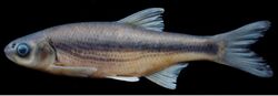 Alburnoides eichwaldii - ZooKeys-276-085-g007.jpeg