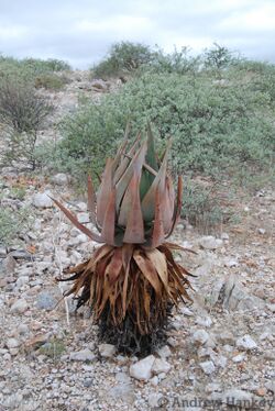 Aloe namibensis.jpg