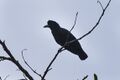 Amazonian Umbrellabird fem - Manu NP 8291 (16834437801).jpg