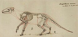 Anoplotherium 1812 Skeleton Sketch.jpg