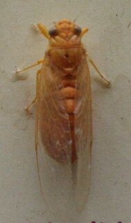 AustralianMuseum cicada specimen 27.JPG
