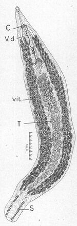 Azim 1939 Microcotyle cephalus Ann Parasitol Hum Comp Fig1 - body.jpg